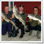 Norwegen Dorsch 3er Pack
